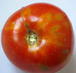 Symptoms of Tomato spotted wilt virus on tomato