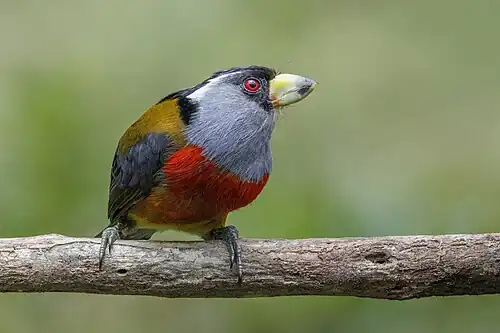 Toucan barbet (Semnornis ramphastinus ramphastinus) Paz de las Aves.jpg