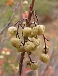 Berries