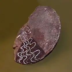 Protrachyceras psaeudoarchelonus
