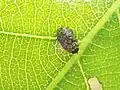 Trachys variolaris, Japan