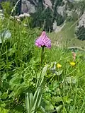 Traunsteinera globosa near Meglisalp, Alpstein mountain range, Switzerland