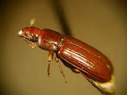 Tribolium castaneum