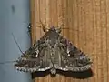Trichoplusia ni