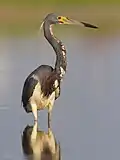 Garza pechiblanca (Egretta tricolor)