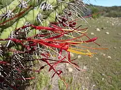 Tristerix aphyllus parasitizing an Leucostele chiloensis