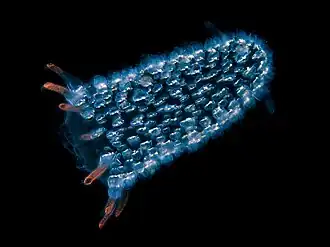 Pyrosoma