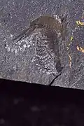Holotype of P. dictynna