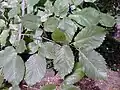 'Vegeta' foliage, North Merchiston Cemetery, Edinburgh