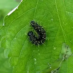 Larva