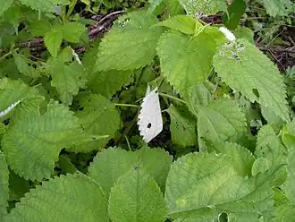 Larva case