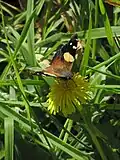 Feeding on nectar