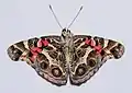 Underside of wings