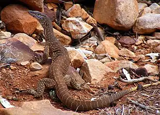 At Wilpena Pound (SA)