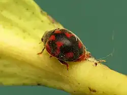 Novius cardinalis
