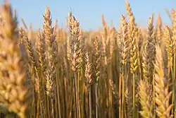 Blé (Wheat)