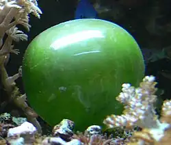 This unicellular bubble algae lives in tidal zones. It can have a 4&nbsp;cm (1.6&nbsp;in) diameter.[67]