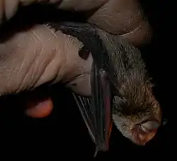 Brown bat