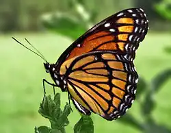 Viceroy butterfly