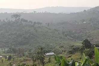 The Congolian forest–savanna mosaic