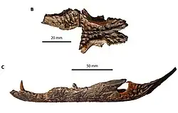 Volia
