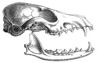 White-footed fox's skull