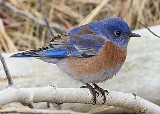 A western bluebird perched on a branch