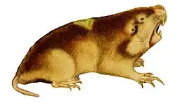 Thomomys mazama