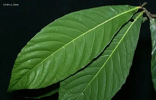 Foliage