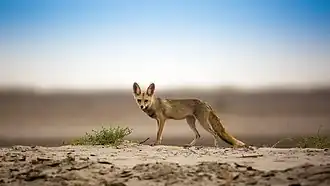 Desert Habitat