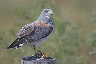 White-tailed hawk