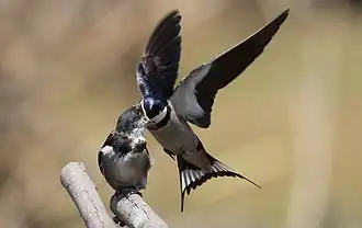 Parent feeding fledgling