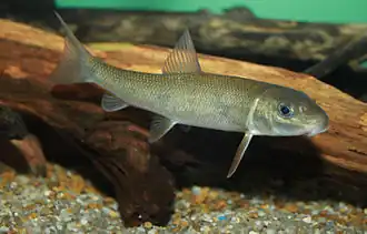 A white sucker swimming in front of a log