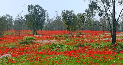 Red carpet of flowers in Shokeda Forest, Israel, 2012