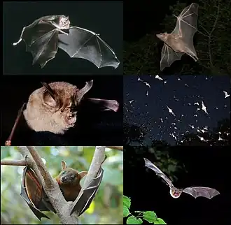 six bat images