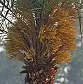 Female flowers at Narendrapur near Kolkata, West Bengal, India