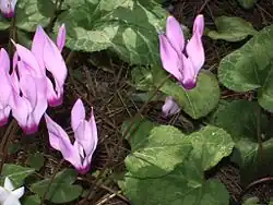 In the wild