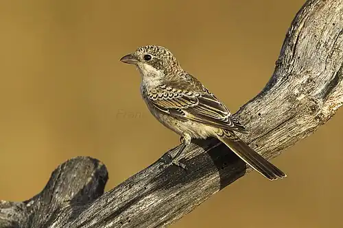 Juvenile L. s. senator, Spain