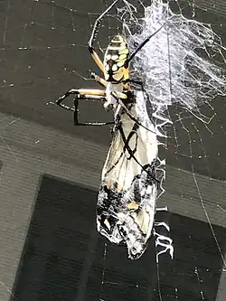 Eating a swallowtail&nbsp;butterfly in Holly&nbsp;Springs, North&nbsp;Carolina