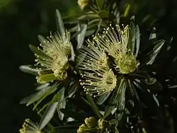Xanthostemon verticillatus