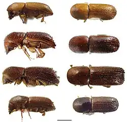 Xyleborus affinis