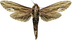 Duomitus ceramicus