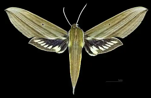 Female dorsal
