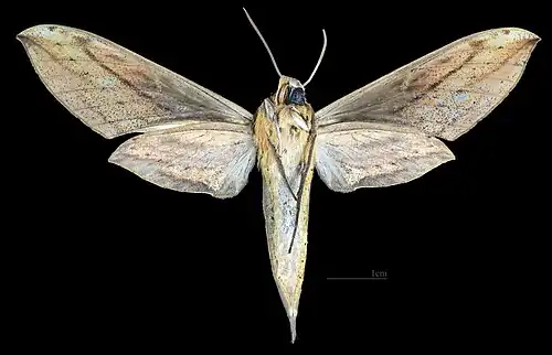 Female ventral