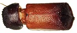 Xylopsocus capucinus