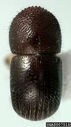Xylosandrus compactus