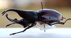Xylotrupes gideon male
