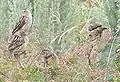 Juveniles in Debre Berhan, Ethiopia