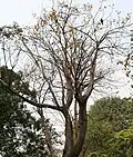 Flowering tree