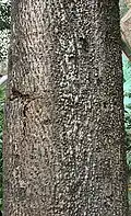 Trunk in Kolkata, West Bengal, India.